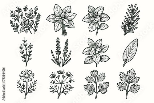 Lavender chamomile aromatic stem rosemary mint icons bunch vector leaf plant basil
