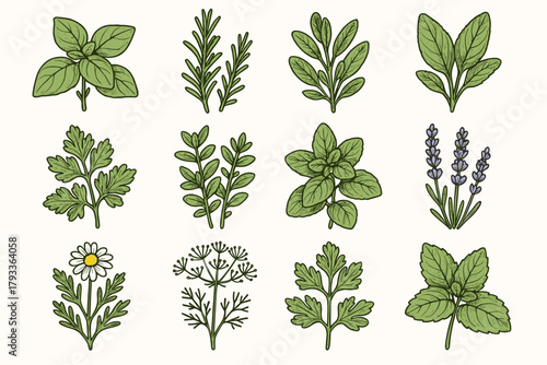 Basil chamomile parsley aromatic dill herbs vector rosemary balm icon lavender herb
