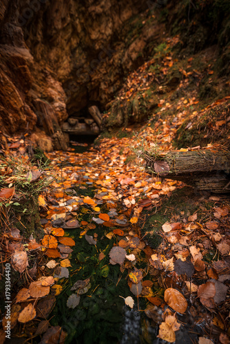 Fototapeta Naklejka Na Ścianę i Meble -  Natura, las, góry, drzewa, krajobraz, jesienią, drzew, skały, Polska, Krajobraz, Jesień, Dolny śląsk, 