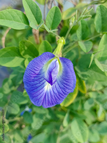 Blue butterfly pea flower blooming in garden, nature photography, floral wallpaper, herbs and spices 