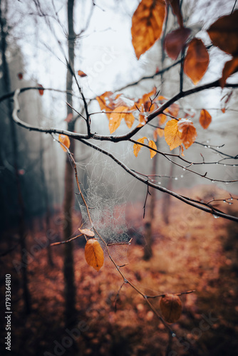 Fototapeta Naklejka Na Ścianę i Meble -  Natura, las, góry, drzewa, krajobraz, jesienią, drzew, skały, Polska, Krajobraz, Jesień, Dolny śląsk, 