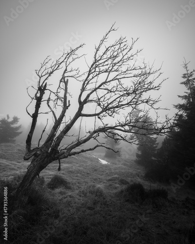 Fototapeta Naklejka Na Ścianę i Meble -  Natura, las, góry, drzewa, krajobraz, jesienią, drzew, skały, Polska, Krajobraz, Jesień, Dolny śląsk, 