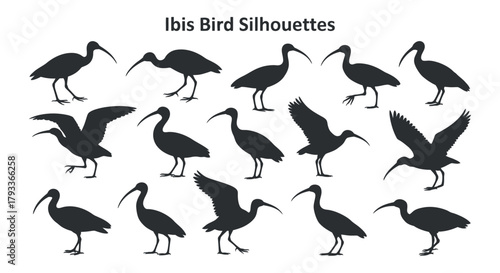 Set of Ibis Bird Silhouettes in Different Poses and Flying on Transparent Background Isolated Vectors Exactly 180 Characters Length