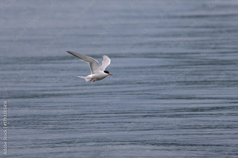 Naklejka premium flying tern