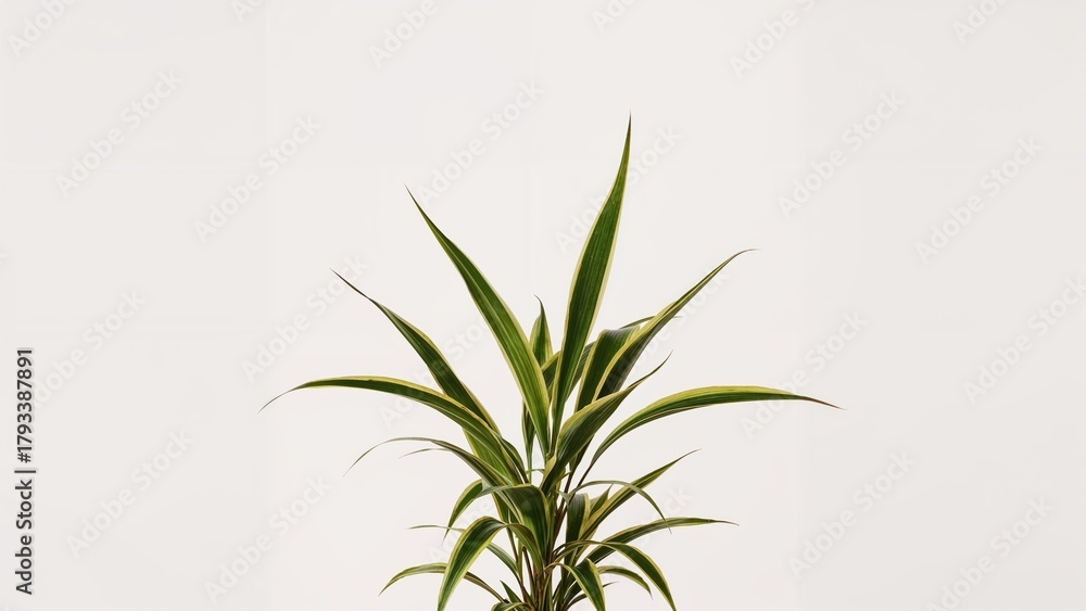 Fototapeta premium A potted plant with long, pointed green and yellow leaves against a plain white background.
