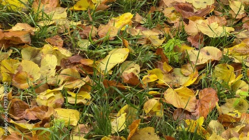 Autumn Leaves on Grass — Yellow and Brown Foliage in Fall Season