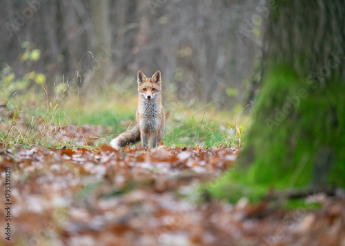 Lis w środku lasu. Oko w oko - spojrzenie lisa
