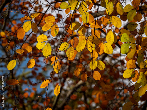 Close-Up of Golden Autumn Leaves Catching the Light