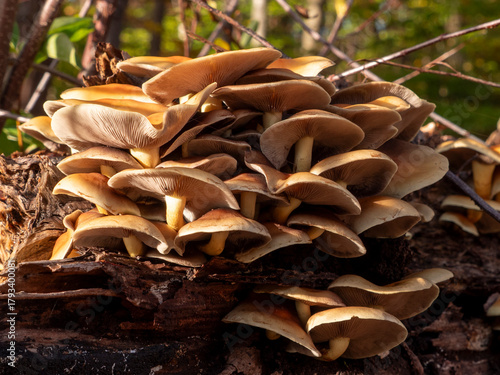 Bracket Fungi (Shelf Mushrooms) Growing on a Tree Trunk