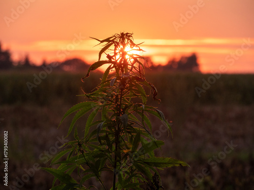 Hemp Field Silhouetted Against the Setting Sun