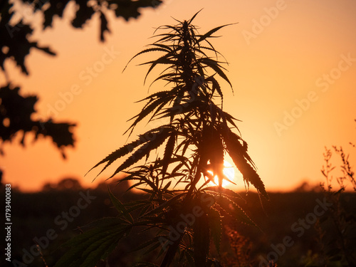 Close-Up of Hemp Plants in Backlight at Sunset