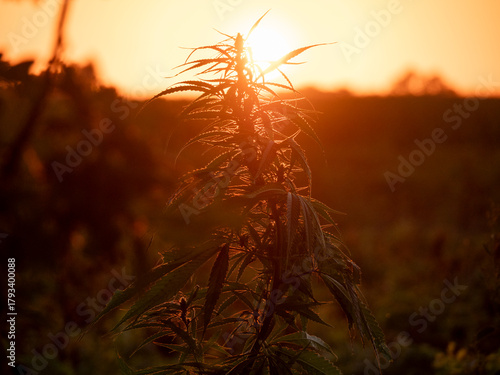 Industrial Hemp Plants in Field, Backlit by Sun