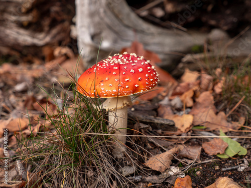 Classic Red and White Fly Agaric in its Natural Habitat