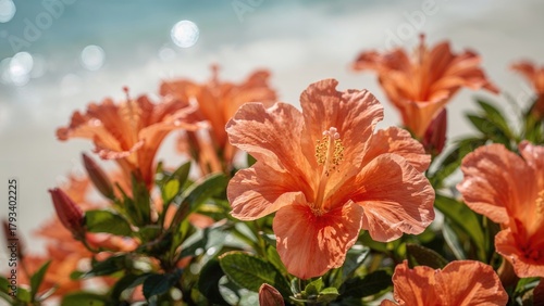 Bright orange hibiscus flowers with green leaves, close-up view. Tropical flowering plants. Garden and nature scenery. Blooming flowers in a lush garden.