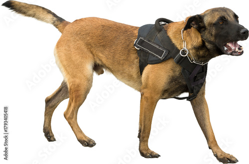 Malinois belgian shepherd guard the border. The border troops demonstrate the dog's ability to detect violations.