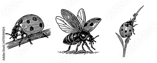 てんとう虫の細密ペンイラストセット、Detailed Ladybug Pen Illustration Set