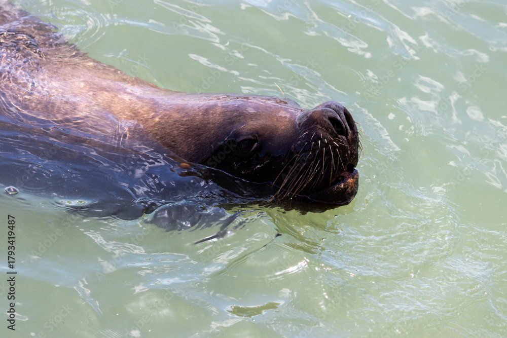 Obraz premium Punta del Este, Uruguay – Wildlife and Coastal Landscape 
