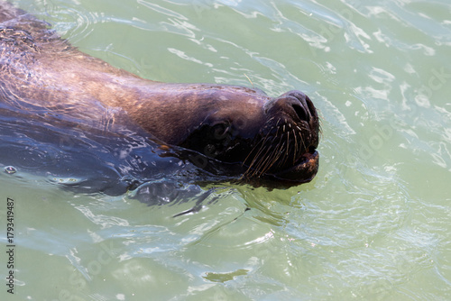Punta del Este, Uruguay – Wildlife and Coastal Landscape	