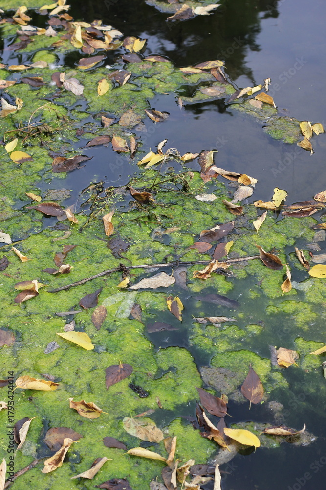 Naklejka premium autumn leaves in water