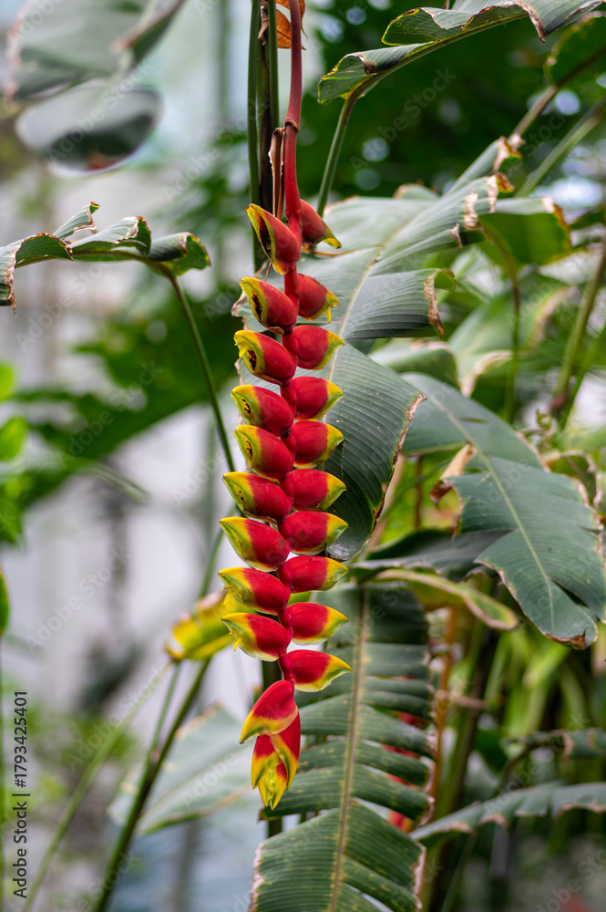 Obraz premium Heliconia rostrata strange beautiful tropical plant in bloom, flowering red and yellow flowers, green foliage