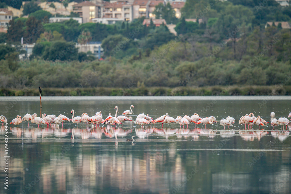 Fototapeta premium Flamingoes at dawn pastel colors in middle of water pond Biguglia in Corsica near Bastia Tall grasses on the background