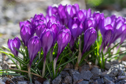 Bouquet of flowering crocus vernus bright purple violet plants, group of colorful early spring flowers in bloom