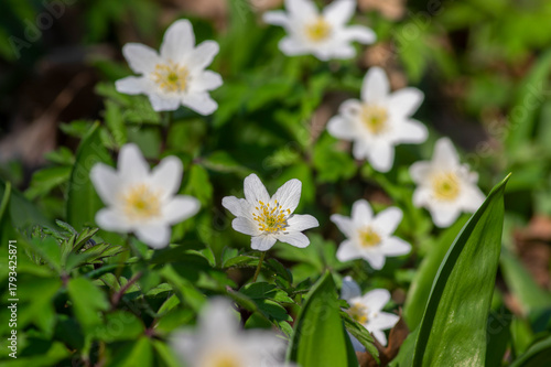 Anemonoides nemorosa wood anemone white flower in bloom, springtime flowering bunch of wild plants