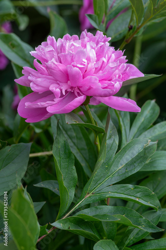 Paeonia officinalis common garden peony flower in bloom, light pink flowering petal plant shrub, green leaves