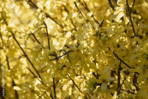 Forsythia intermedia border yellow flowering plant, ornamental flowers in bloom, beautiful springtime shrub full of flowers