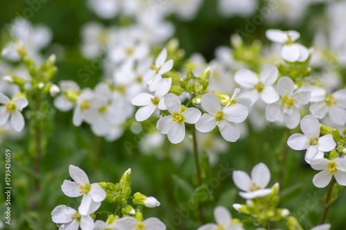 Arabis caucasica ornamental garden white flowers in bloom, mountain rock cress flowering plants in the garden