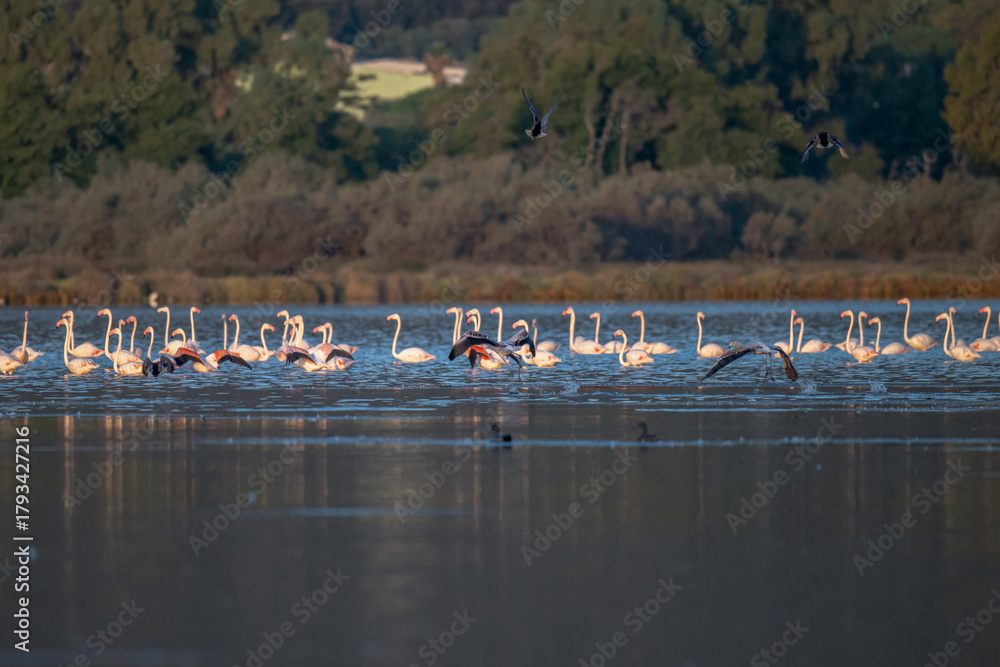 Fototapeta premium Flamingoes at dawn pastel colors in middle of water pond Biguglia in Corsica near Bastia Tall grasses on the background