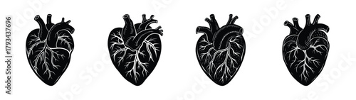 Anatomical heart illustration vector graphic design black and white heart anatomy drawing medical art
