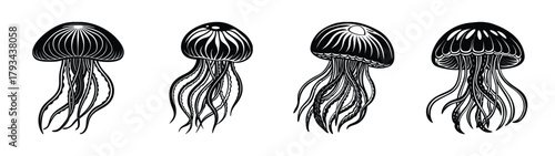 Jellyfish illustration black and white ocean sea life marine biology vector art graphic design drawing