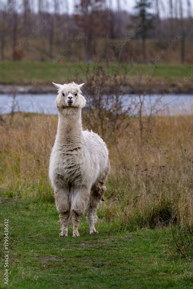 Naklejka premium White alpaca standing on grassy path near river in natural landscape
