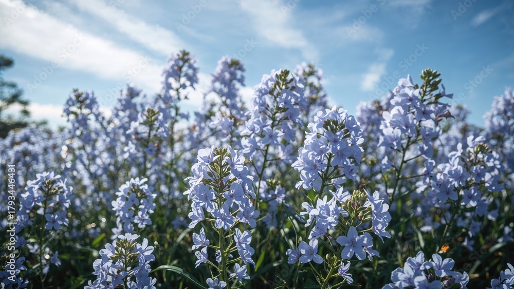 Obraz premium Violet flowers blooming in the field with a blue sky and clouds, beautiful natural scenery.