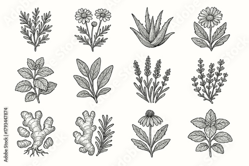 Plant calendula medicinal icons basil thyme rosemary icon echinacea herbs vector mint