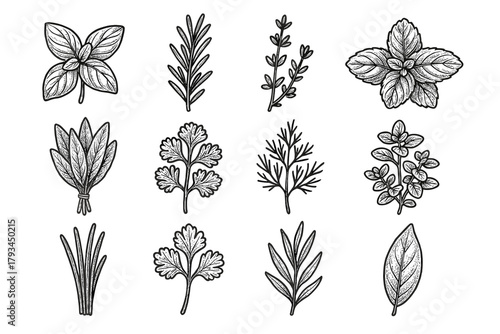 Tarragon parsley leaves icon dill frond herb botanical vector icons sage rosemary