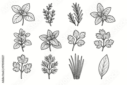 Vector rosemary mint herbs icon chives oregano thyme herb aromatic botanical leaf