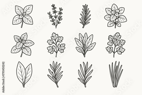 Bay parsley thyme herb coriander icons tarragon icon oregano dill botanical vector
