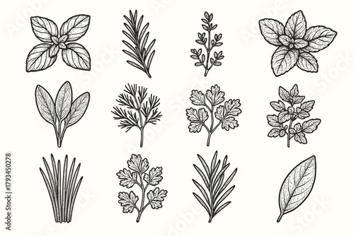 Mint herb collection vector bay icon parsley leaf sprig basil oregano coriander