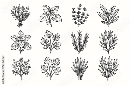 Sage rosemary stalks herb leaf vector icon mint chive oregano botanical tarragon