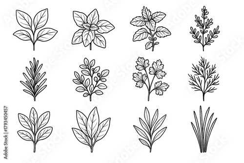 Basil vector mint icon stalks dill bay botanical coriander chive herb thyme