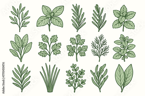 Herbs mint sage chives parsley oregano rosemary bay botanical icon vector icons