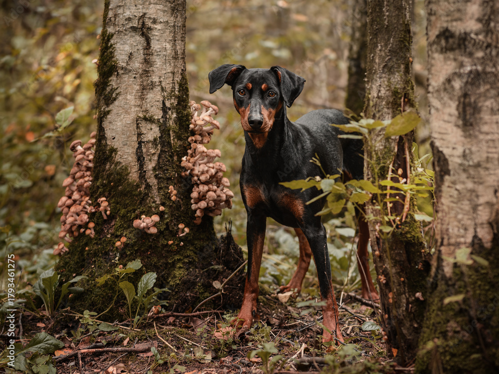 Naklejka premium A black and tan German Pinscher found mushrooms honey agarics, growing on a tree