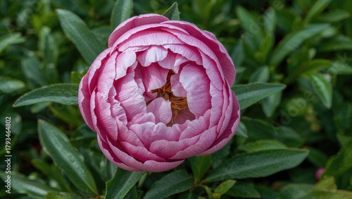 Wallpaper Mural A pink and white peony flower in full bloom surrounded by green foliage. Torontodigital.ca