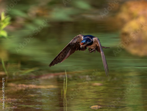 A barn swallow bird with a branch in its beak flies near a pond and collects ...