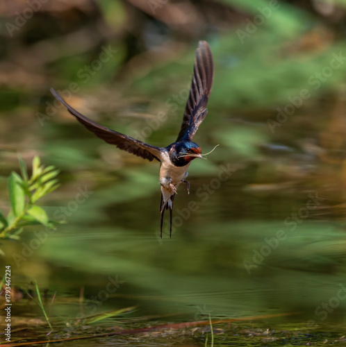 A barn swallow bird with a branch in its beak flies near a pond and collects ...