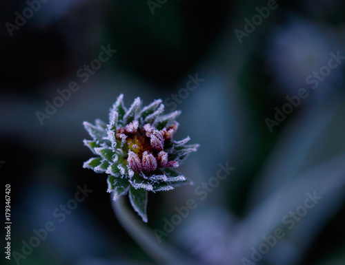 Natural autumn landscape with flower bud covered with cold clear crystals of ...