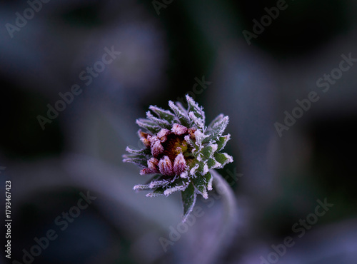 Natural autumn landscape with flower bud covered with cold clear crystals of ...