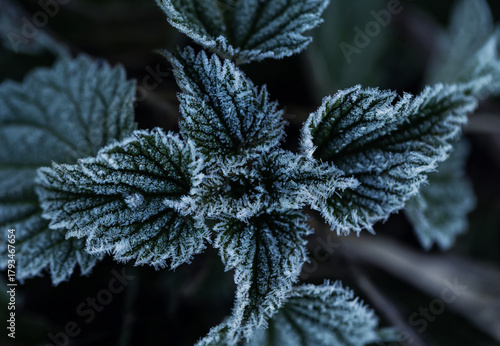 Natural autumn landscape with blue leaves of nettle plant covered with cold c...